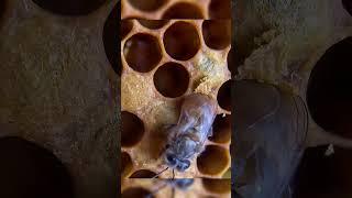 The cells of the hives 