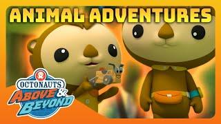 Octonauts: Above & Beyond -  Furry Animal Adventurers 🪂 | Compilation | @Octonauts​