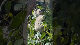 I’m a Koala - Not a Koala Bear! #shorts #koala #zoo #wildlife #ytshorts