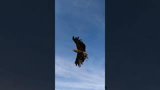 My eagle  #eagle #eagles #baldeagle #goldeneagle #steppeeagle #girl #aquila #falconry #wildnature