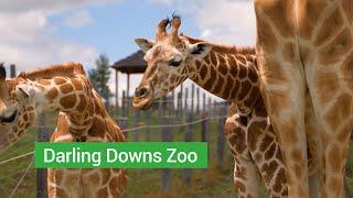 Darling Downs Zoo // Toowoomba Region