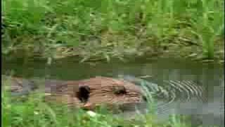 Fooled by Nature - Beaver Dams