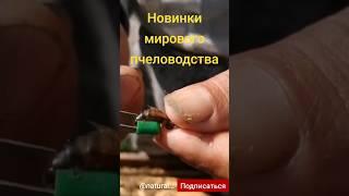 Зачем юбка королеве? #пчеловоды #пасека #пчеловодствоснуля #матковод #матководство #новоенаправление