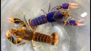 How to Breed Crawfish for Profit: Unlocking Rare Colors!