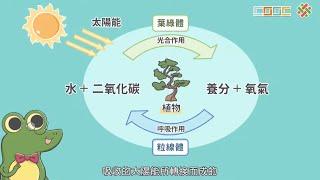 108新課綱｜七下生物｜【觀念】生態系中能量的流動