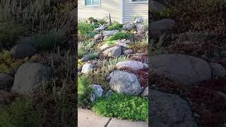 My rockery / rock garden / alpine garden in early spring 2024. MN https://northerncactusco.etsy.com