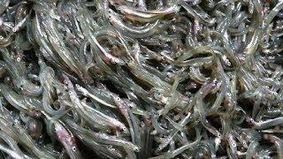 Японская кухня  Песчанки (рыбы) рецепт. Sand Eel Boiled Down in Soy Sauce　いかなごのレシピ Ammodytes