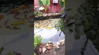 Água Cristalina Lago Ornamental #viral #lagos #artificial #peixes #carpas #filtragem #topnews