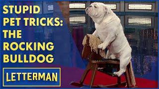 Stupid Pet Tricks: This Bulldog Rocks | Letterman