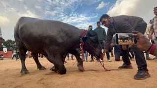 Khairatabad Sadar festival 2022 | Madhu Yadav Anna Sadar | Sadar Festival 2022