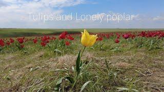 Tulips in spring. Lonely poplar. Kalmykia. Amazing Russia.