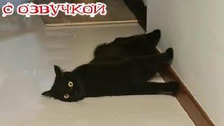 Приколы с котами! С ОЗВУЧКОЙ! Самые смешные животные! Смешные видео с котами и собаками!