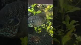 green sunfish is hungry