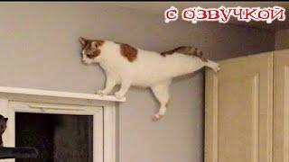 Funny animals! Funniest Cats and Dogs - 99
