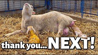 thank you, NEXT. | LAMBS EVERYWHERE!!! | Summer Lambing 2021 | Vlog 460