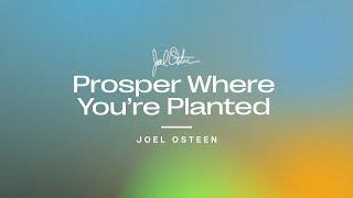 Prosper Where You're Planted | Joel Osteen