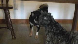 Shiba inu dog fight 2, black and tan