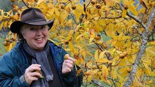 The Right Time to Harvest Medlar!