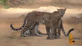 Sri Lankan Leopards  | Wilpattu Sri Lanka