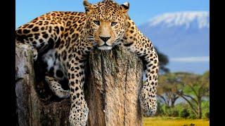 Amazing and Unbelievable Facts About LEOPARDS