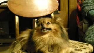 Announcement - SillyPom's 10th Video