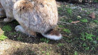 What happens when you touch a fluffy rabbit's tail?