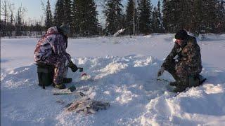 Бешеный клёв на ручье рыба сносит удочки в лунку.! ЭТО БАРСУКИ.! ТАЙГА. Зимняя рыбалка 2024 г.