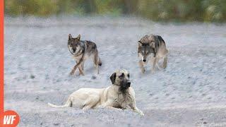 When Wolves Attack Kangal..They Snatch It to Death