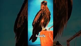 المحرمات المفقودة في ميزان النفاق!