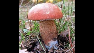 Leccinum aurantiacum (Bull.) Gray 1821,  (leccinum quercinum)