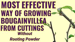 HOW TO PROPAGATE BOUGAINVILLEA FROM CUTTINGS, NO ROOTING POWDER, 100% SUCCESS RATE