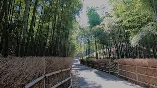 Best Bamboo Path in Kyoto prefecture - Take no Michi