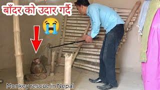  Monkey rescue in Nepal  बाँदर समाउँदा भयो ठूलो घटना । कमजोर मुटु भएका हरु ले न हेर्नु होला