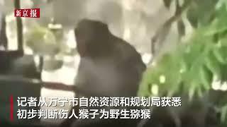 海南万宁多只猴子下山袭击村民：敲锣打鼓都赶不走 已有9人受伤