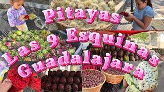 Pitayas Las 9 Esquinas Guadalajara