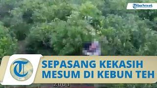 Viral Sepasang Kekasih Bercumbu di Tengah kebun Teh Kemuning Karanganyar, Polisi Buru Pelaku