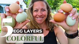 5 Best Colorful Egg-Laying Chicken Breeds | Discover Vibrant Hens on Your Farm!