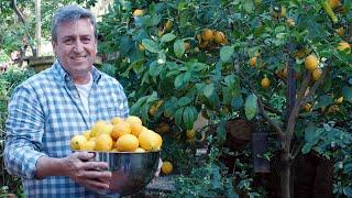 The Garden Gurus - Citrus Care 101