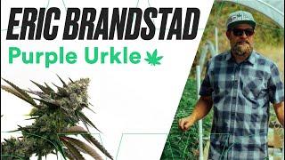 Purple Urkle Strain Review and Grow Information with Eric Brandstad | Homegrown Cannabis Co.