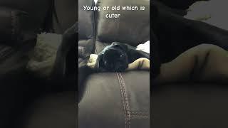 #pug #blackpug