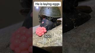 Why These Eggs Must Be Destroyed (@apple.snail.eggs.asmr via TT)