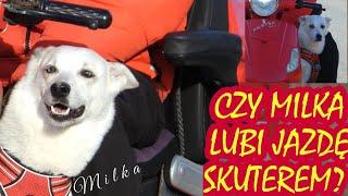 O PSIE, KTÓRY JEŹDZI SKUTEREM. OSWAJANIE MILKI cz. 2 #pies #milka #husky #trip #psy #pupil #skuter