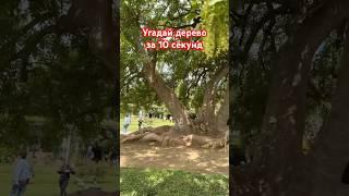 Угадай дерево за 10 секунд