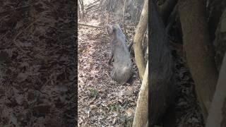 Encounter Wild Boar On Mountain  #warthog #pig #boar #viral #animal #wildpig #wildboar #wildlife