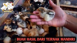 BUAH HASIL DARI PROSES TERNAK MANDIRI#peternakayam #peternakayamkampung(@peternakunggas3835 )