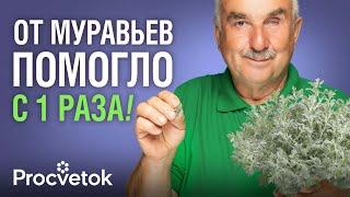 МУРАВЬИ В ПАНИКЕ УБЕГУТ ИЗ ТЕПЛИЦЫ, если положите туда эту траву! Как избавиться от муравьев?