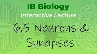 IB Biology 6.5 - Neurons & Synapses - Interactive Lecture