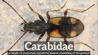 How to Say Carabidae in English? | How Does Carabidae Look? | What is Carabidae?