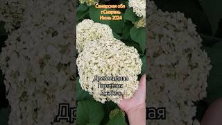 Обрезка гортензии Анабель#гортензии #анабель #сад #метельчатаягортензия #дача #garden