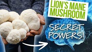 The SECRET Health Benefits of the Lions Mane Mushroom! | GroCycle